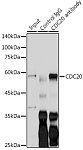 Western blot - CDC20 Rabbit pAb (A15656)