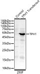 Western blot - TPH1 Rabbit pAb (A1569)
