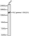 Western blot - PLC gamma 1 (PLCG1) Rabbit pAb (A15704)