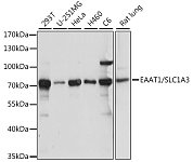 Western blot - EAAT1/SLC1A3 Rabbit pAb (A15722)