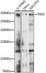 Western blot - TAF1 Rabbit pAb (A15730)