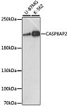 Western blot - CASP8AP2 Rabbit pAb (A15770)