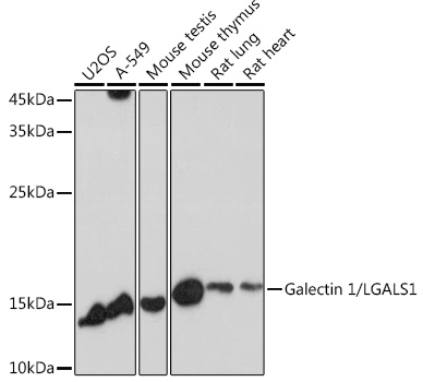 Galectin 1/LGALS1 Rabbit pAb