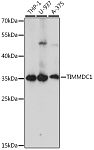Western blot - TIMMDC1 Rabbit pAb (A15839)