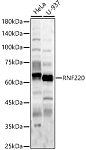 Western blot - RNF220 Rabbit pAb (A15853)