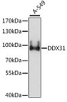Western blot - DDX31 Rabbit pAb (A15892)