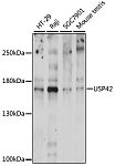 Western blot - USP42 Rabbit pAb (A15911)