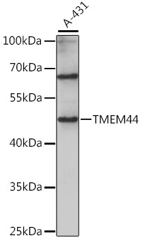 TMEM44 Rabbit pAb