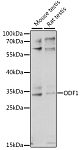 Western blot - ODF1 Rabbit pAb (A16023)