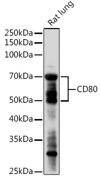 CD80 Rabbit pAb-Polyclonal Antibodies - ABclonal