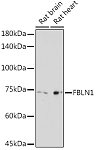 Western blot - FBLN1 Rabbit pAb (A16046)