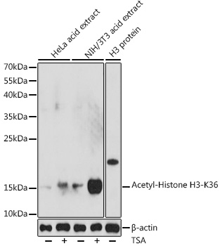 Acetyl-Histone H3-K36 Rabbit pAb
