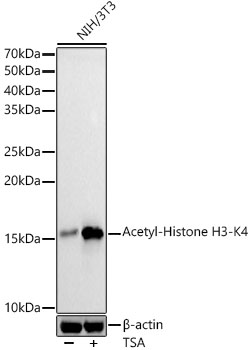 Acetyl-Histone H3-K4 Rabbit pAb