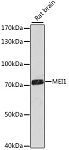 Western blot - MEI1 Rabbit pAb (A16172)