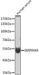 Western blot - SERPINA9 Rabbit pAb (A16182)