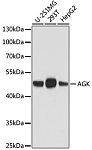Western blot - AGK Mouse mAb (A16230)