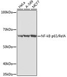 Western blot - NF-kB p65/RelA Rabbit pAb (A16271)