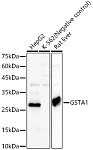 Western blot - GSTA1 Rabbit pAb (A1628)