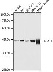 Western blot - BCAT1 Rabbit pAb (A16351)