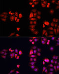 Immunofluorescence - BMP1 Rabbit pAb (A16353)
