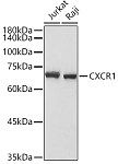 Western blot - CXCR1 Rabbit pAb (A16386)
