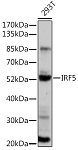 Western blot - IRF5 Rabbit pAb (A16388)