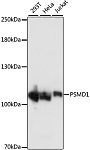 Western blot - PSMD1 Rabbit pAb (A16420)