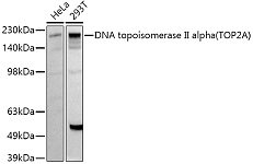 Western blot - DNA topoisomerase II alpha (TOP2A) Rabbit pAb (A16440)