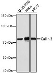 Western blot - Cullin 3 Rabbit pAb (A16455)