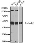 Western blot - Cyclin B2 Rabbit pAb (A16463)