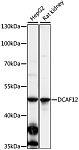 Western blot - DCAF12 Rabbit pAb (A16510)