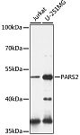 Western blot - PARS2 Rabbit pAb (A16512)