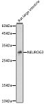 Western blot - NEUROG3 Rabbit pAb (A16526)