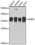 Western blot - SMN2 Rabbit pAb (A1652)