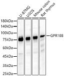 Western blot - GPR108 Rabbit pAb (A16554)