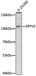 Western blot - DPP10 Rabbit pAb (A16563)