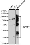 Western blot - SLAMF7 Rabbit pAb (A16565)