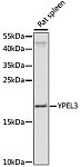Western blot - YPEL3 Rabbit pAb (A16578)