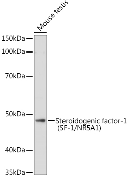 Steroidogenic factor-1 (SF-1/NR5A1) Rabbit pAb