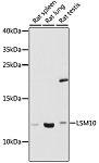 Western blot - LSM10 Rabbit pAb (A16586)