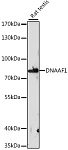 Western blot - DNAAF1 Rabbit pAb (A16593)