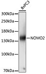Western blot - NOMO2 Rabbit pAb (A16614)