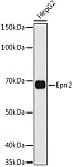 Western blot - Epn2 Rabbit pAb (A16623)