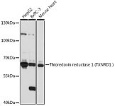 Western blot - Thioredoxin reductase 1 (TXNRD1 ) Rabbit pAb (A16631)
