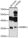 Western blot - IGFBPL1 Rabbit pAb (A16635)