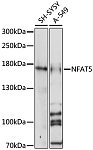 Western blot - NFAT5 Rabbit pAb (A16649)