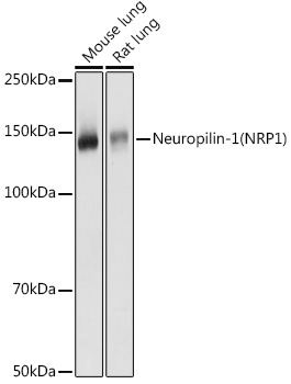 Neuropilin-1 (NRP1) Rabbit pAb