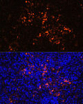 Immunofluorescence - CD70 Rabbit pAb (A16698)