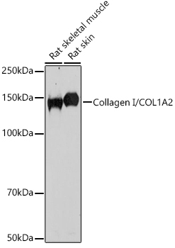 Collagen I/COL1A2 Rabbit pAb