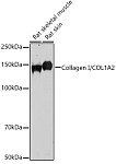 Western blot - Collagen I/COL1A2 Rabbit pAb (A16699)